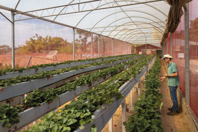 atibaia-plantacao-morango-ft-Marcio_Masulino-7801-web