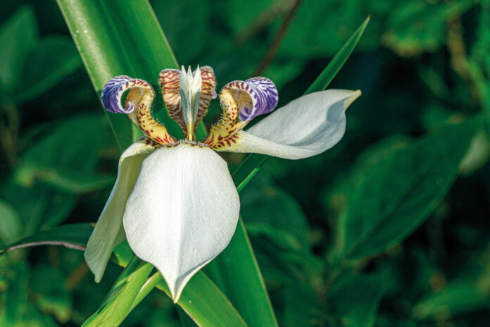 circuito-das-frutas-iris-ft-Marcio_Masulino-3165-web