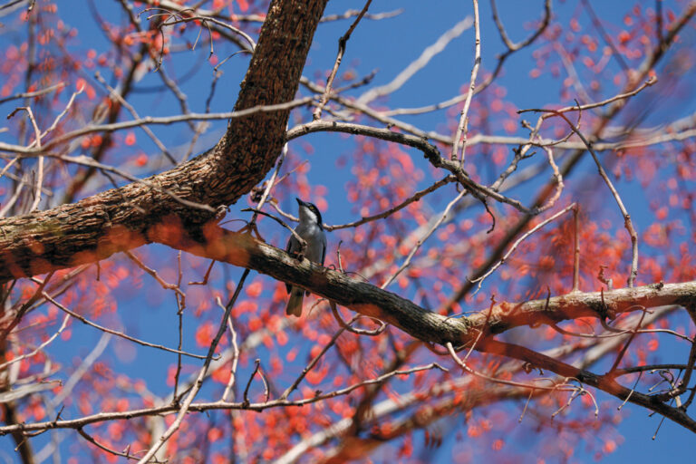 Observação de Pássaros
