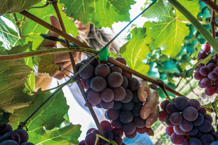 colheita-uva-foto-Alf-Ribeiro-0059-0421-web