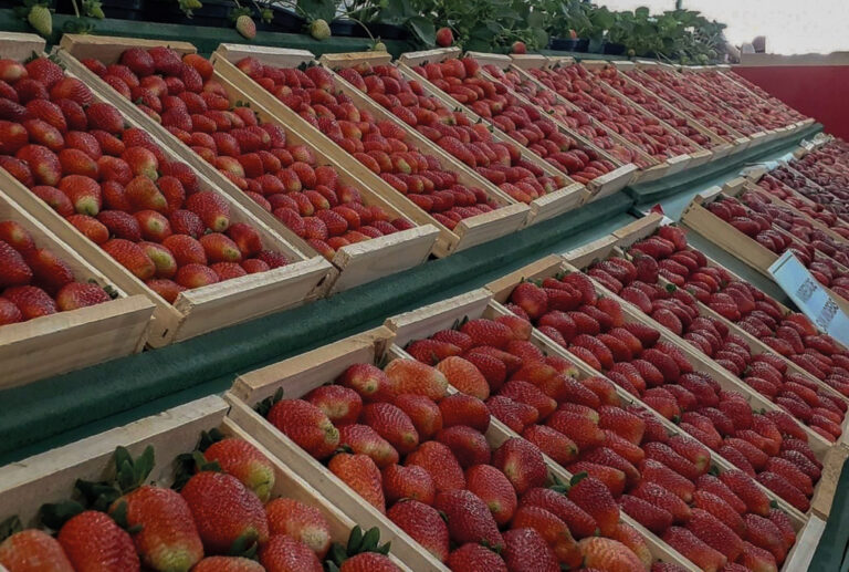 Festa do Morango em Jarinu