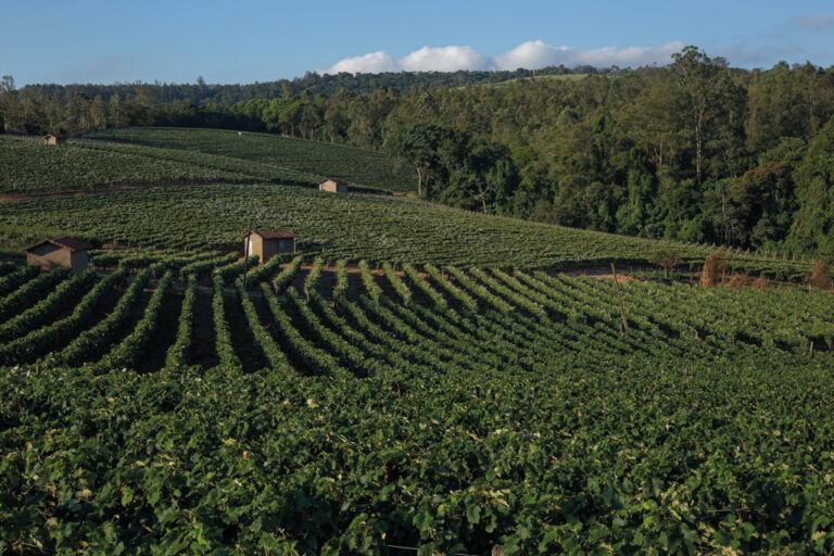 Memórias, sementes e colheitas