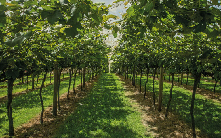 Roteiros da Uva e do Vinho